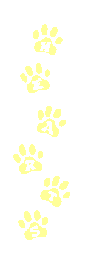 Dogs Leave Paw Prints